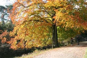 Beech tree entrance to Waste Gate