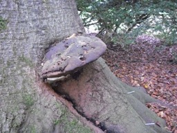 Ganaderma species fungal fruiting body