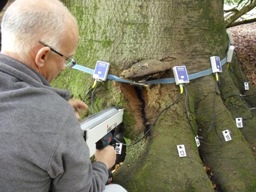 Tree Surveys using the picus sonic tomograph Tree Surveys using the picus sonic tomograph