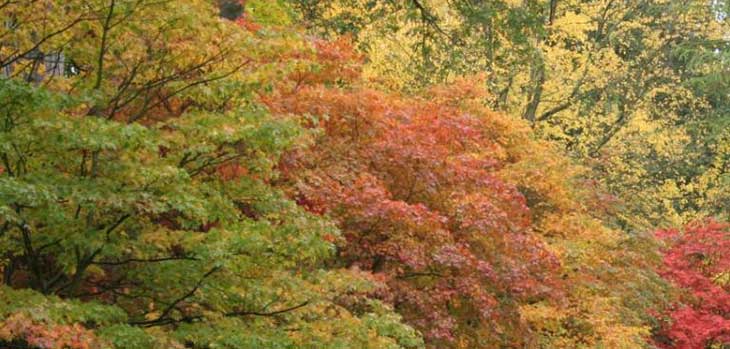 Autumn at Westonbirt