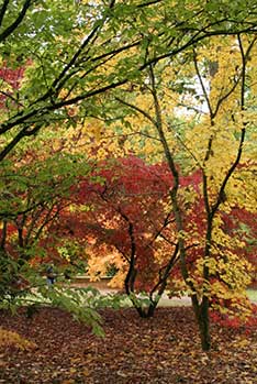 Autumn at Westonbirt