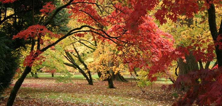 Autumn at Westonbirt