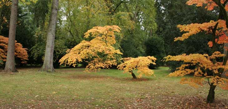 Autumn at Westonbirt