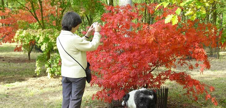 Autumn at Westonbirt