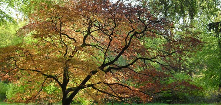 Autumn at Westonbirt