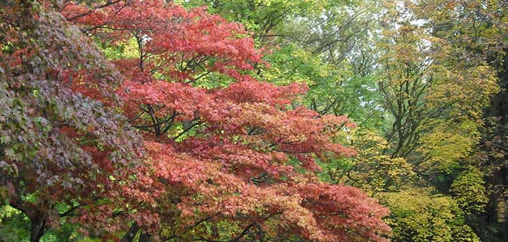 Autumn at Westonbirt