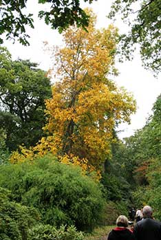 Autumn at Westonbirt