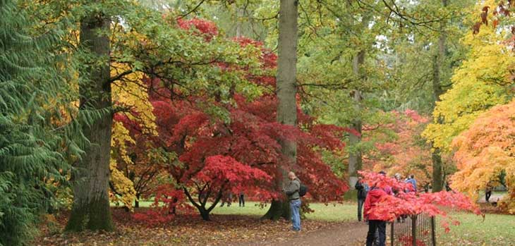 Autumn at Westonbirt