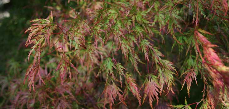 Acer palmatum Willesley Drive