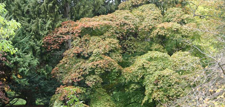 Acer palmatum on Willesley Drive