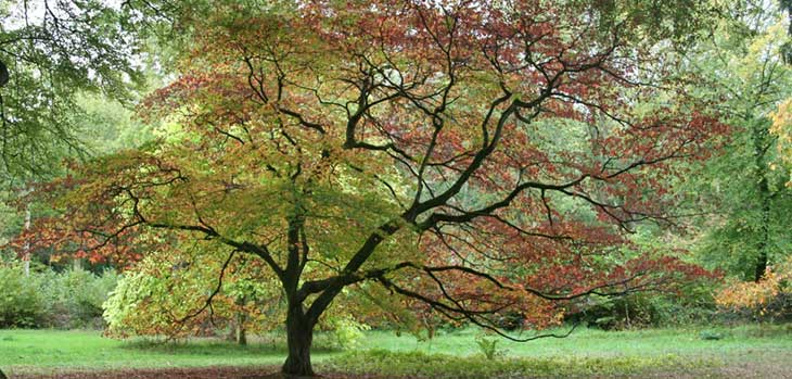 Acer palmatum on Willesley Drive The most popular for photos
