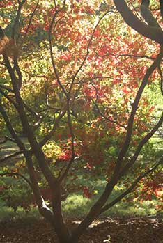 Autumn Autumn