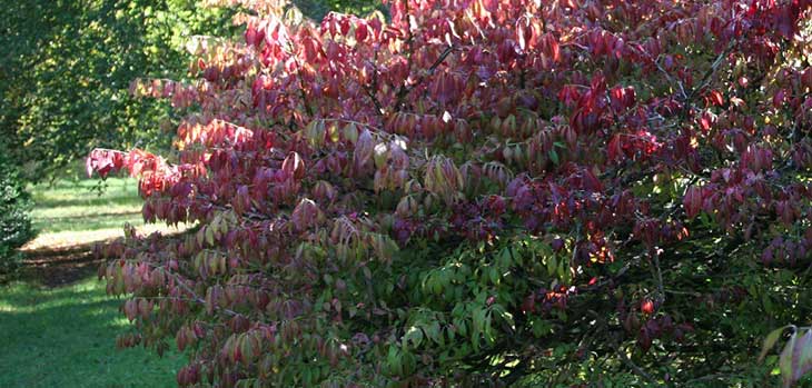 Euonymus alatus