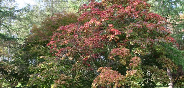 National Japanese Maple Collection