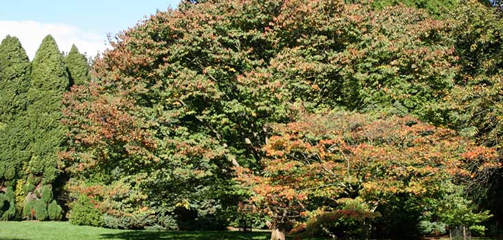 Zelkova serrata Broad Drive