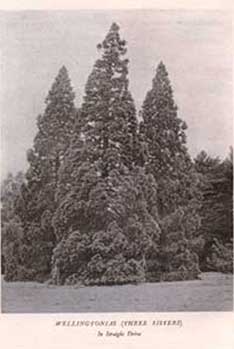Three sisters Three sisters
