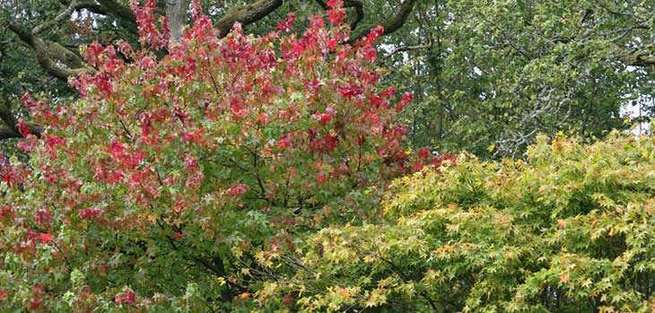 The Link Japanese maples