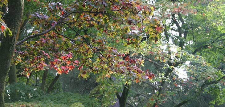 Japanese maple along Willesley Drive set against green maples