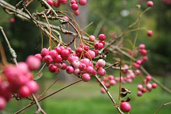 Autumn at Westonbirt