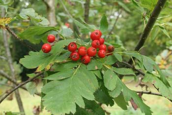 Autumn at Westonbirt