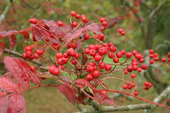 Autumn at Westonbirt