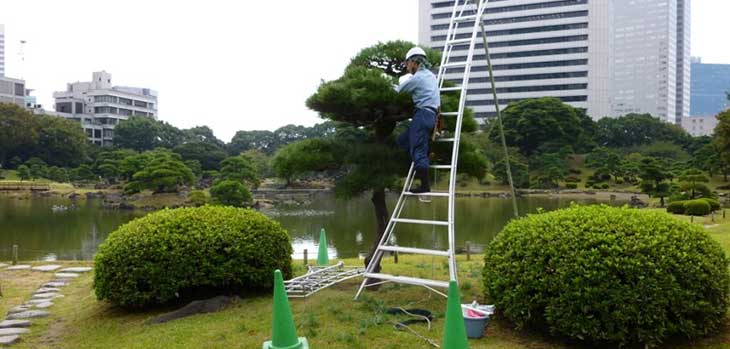 Tree Team at Kyu-Shiba-Rikyu Gardens