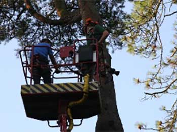 Raef from the tree team controls the MEWP whilst Louis fixes the camera into position