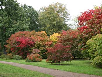 Autumn at Westonbirt