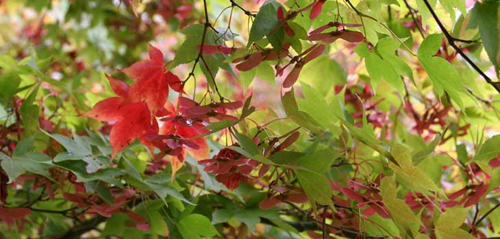 Autumn at Westonbirt