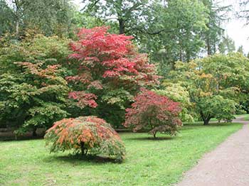 Autumn at Westonbirt