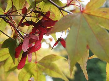 Autumn at Westonbirt