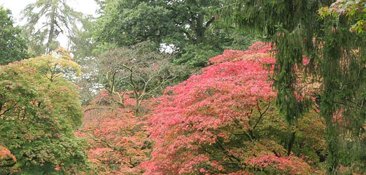 Autumn at Westonbirt