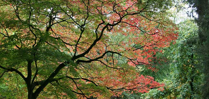 Autumn at Westonbirt