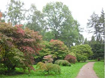 The National Japanese Maple Collection in Silk Wood