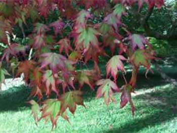 Acer Glade on 22 August