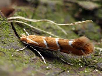 Horse chestnut leaf miner moth