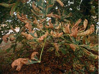 Horse chestnut affected by the leaf miner moth
