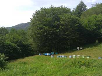 Flowering trees are used across the country to support bee-keeping Flowering trees are used across the country to support bee-keeping