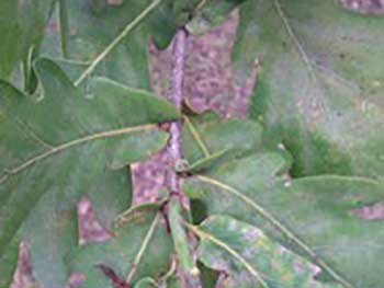 Quercus imeretina leaf