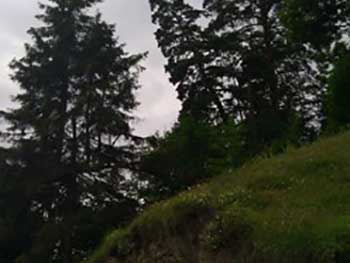 Picea orientlais and Pinus sosnowskyi