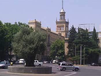 Olive tree in Tbilisi city centre