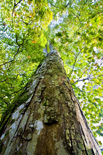 Westonbirt Arboretum