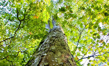 Tree canopy
