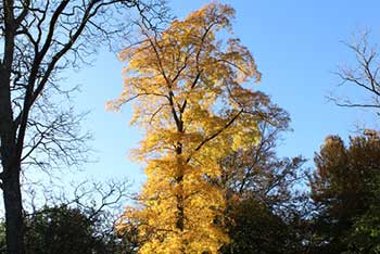 Tree of the Month - October 2015