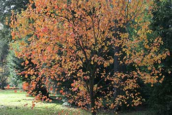 Tree of the month - April 2015