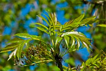 Whatever the Weather: Can a tree predict the weather? 