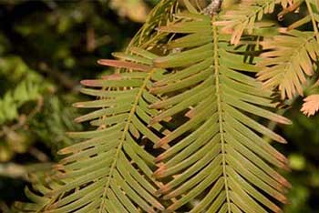 Dawn Redwood