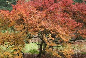 Autumn Colour Watch Blog: between two seasons