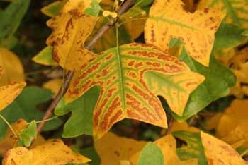 Autumn Colour Watch: shades of gold and many more