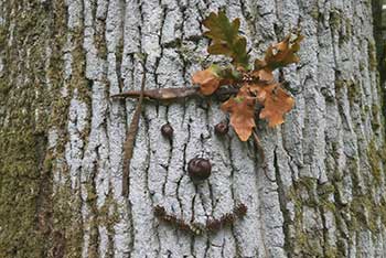 Work Experience at Westonbirt